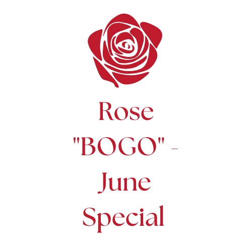 Roses 